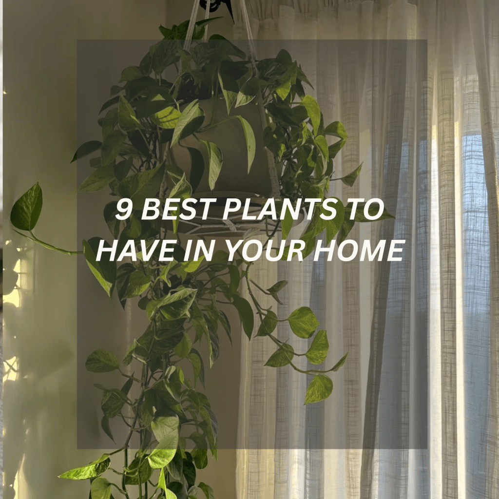 9 Best Plants to Have in Your Home (And Why They Change Everything)